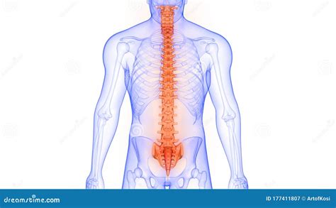 Colonne Vert Brale Du Rendu De L Anatomie Humaine En D De Syst Me