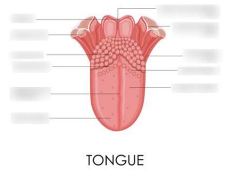 Tongue Diagram Quizlet