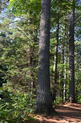 The amazing journey of Ontario’s provincial tree