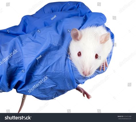 Laboratory White Rat Strain Sprague Dawley Stock Photo 121471438 ...