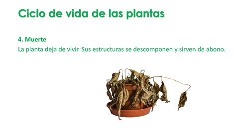 Ppt Ciclo De Vida De Las Plantas Pdf