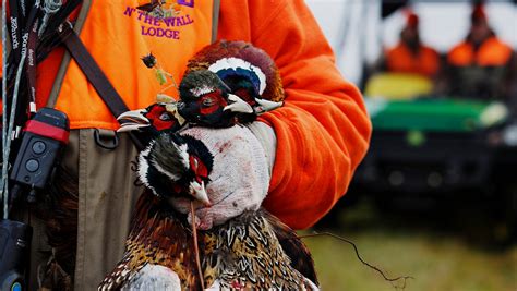 Iowa Pheasant Quail Hunters Expect Good Season