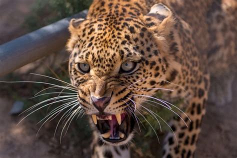 Qual é O Animal Mais Forte Do Mundo - 5