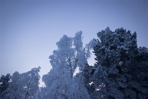 Snow Covered Trees · Free Stock Photo