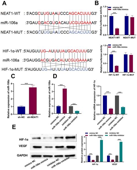 LncRNA NEAT1 Promotes Angiogenesis Of Retinoblastoma Cells Through