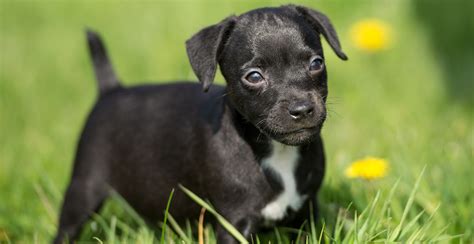 Patterdale Terrier Guide (Lifespan, Size & Characteristics)