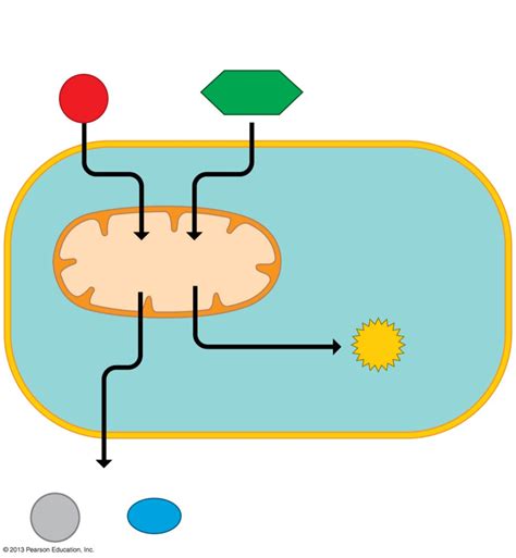 Aerobic Cellular Respiration Diagram | Quizlet