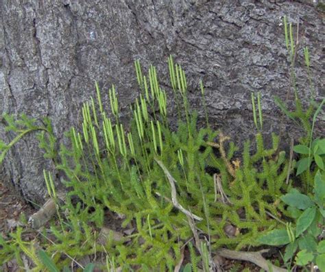 Planeta Planta