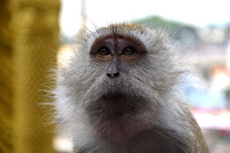 Crab Eating Macaque Macaca Fascicularis Also Known As The Long Tailed