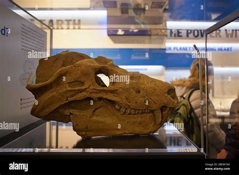 Cynognathus skull. Explore the Natural History Museum, London Stock ...