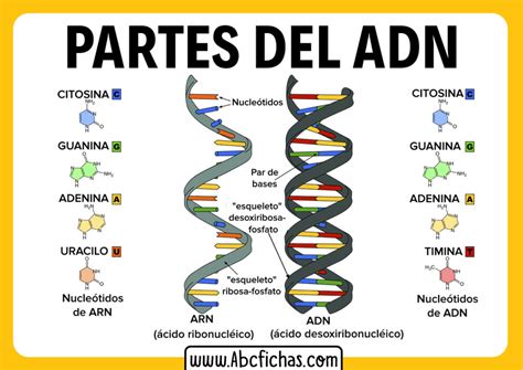 Diagrama De Adn