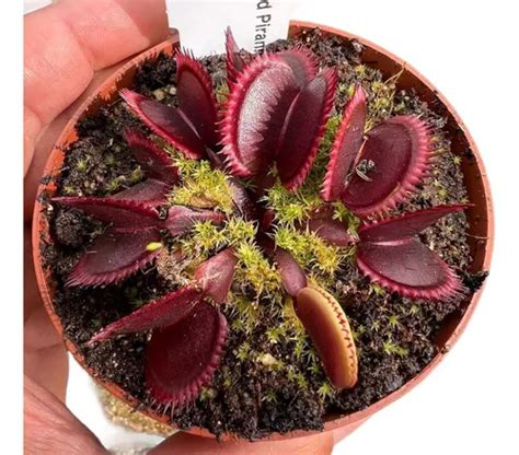 Planta Carnívora Venus Atrapamoscas dionaea Muscipula Cuotas sin