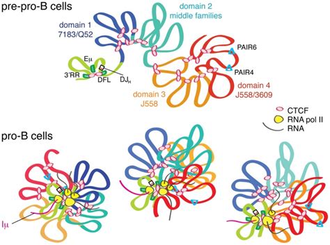 The Igh Locus Undergoes Locus Contraction As Cells Develop From