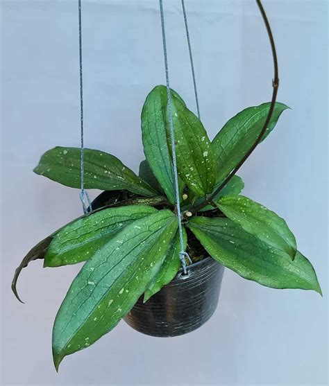 Vibrant Hoya Erythrina Borneo Plant Tropical Paradise At Home