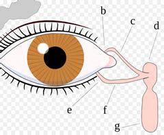 Eye Anatomy flashcards | Quizlet