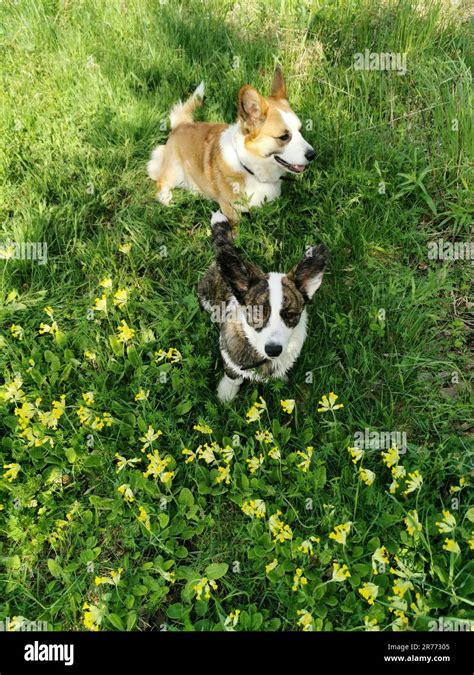 Welsh Corgi Cardigan Stock Photo Alamy