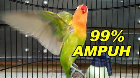 Lovebird Memanggil Lawan Pancingan Super Mantap Bikin Labet Kaget