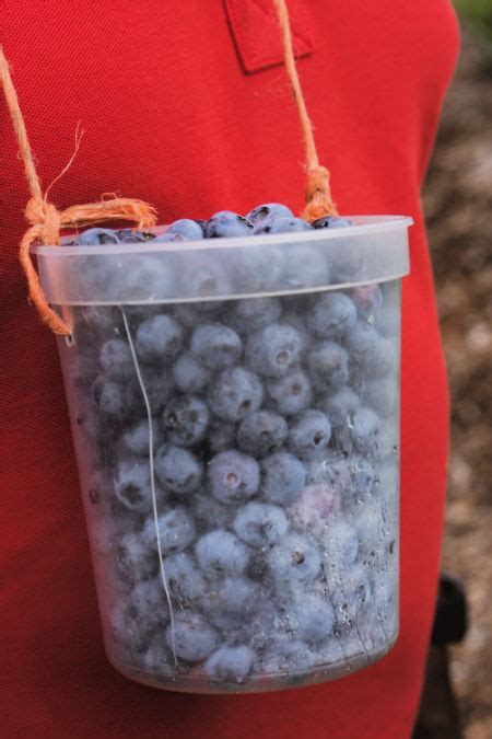 Best Blueberry Farms In Michigan Map U Pick Festivals Season