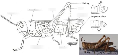 Grasshopper External Diagram Quizlet