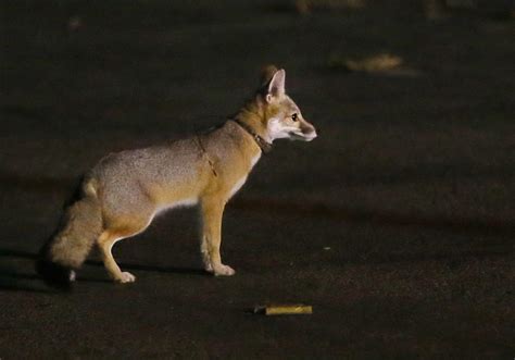 San Joaquin Kit Fox Comes Out At Night At Csub Photo Gallery