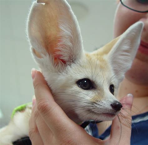 Fennec Foxes - CHICAGO EXOTICS ANIMAL HOSPITAL