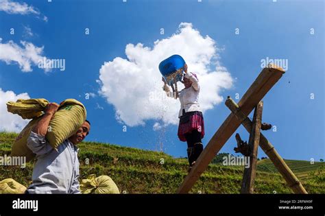 terrace rice field in Vietnam Stock Photo - Alamy