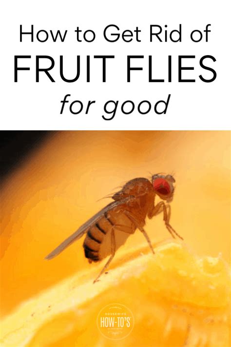 How To Kill Fruit Flies And Get Rid Of Them For Good