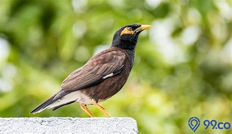 Daftar Harga Burung Jalak Terbaru Dan Terlengkap