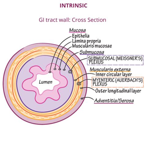 Gut anatomy and function Flashcards | Quizlet