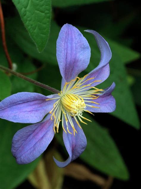 Clematis Integrifolia Rosea Photograph By Ian Gowlandscience Photo