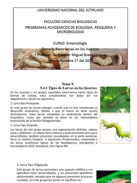 Ppt Sesión 9 Tipos De Larvas En Insectos Pdf Crisálida Insectos