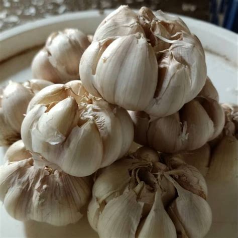 Jual Bawang Putih Kg Bawang Banci Bulat Bawang Honan Shopee Indonesia