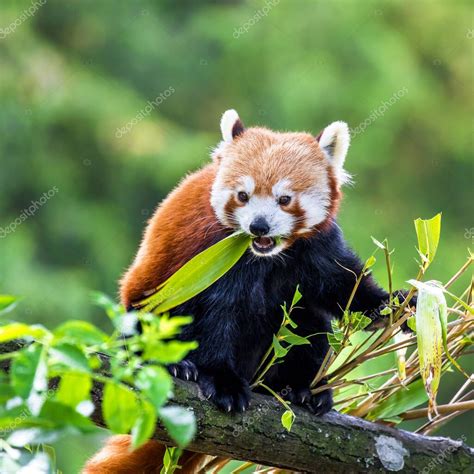 El panda rojo comiendo brotes de bambú en un árbol. El panda rojo, o ...