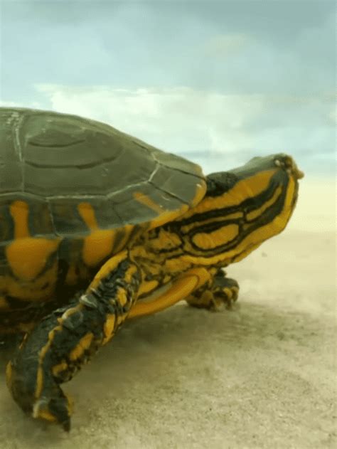 Tenacious Turtle Travels Through Desert - Animals Around The Globe