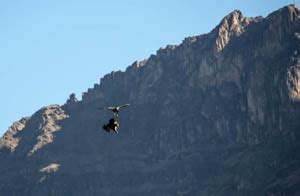 Andean Condors of Colca Canyon, Peru