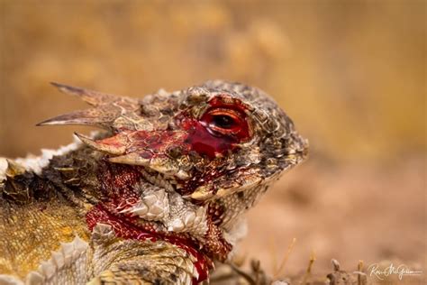 At Least Eight Species Of Horned Lizards Are Able To Shoot Blood From