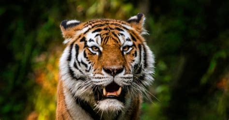 tiger census begins  camera trapping renew earth news