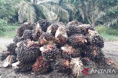 Harga Kelapa Sawit Di Mukomuko Turun Hingga Rp500 Kilogram ANTARA News