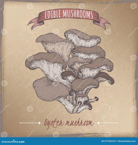 Pleurotus Ostreatus Aka Oyster Mushroom Color Sketch On Vintage