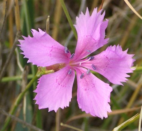 Dianthus Caryophyllus Hortipedia