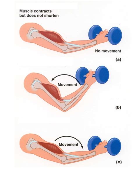 Muscle Contraction Diagram | Quizlet