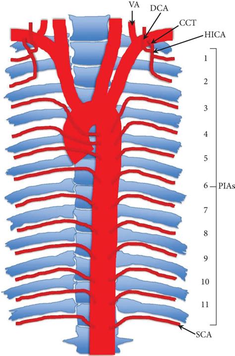 Graphic Representation Of Typical Arterial Branching Pattern Of The Download Scientific Diagram