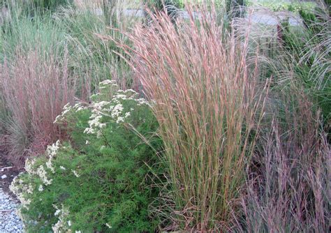 Andropogon Gerardii Identification