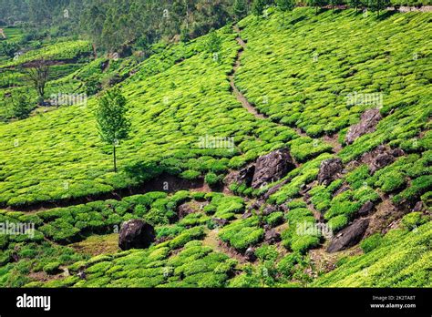 Tea plantations in Kerala, India Stock Photo - Alamy