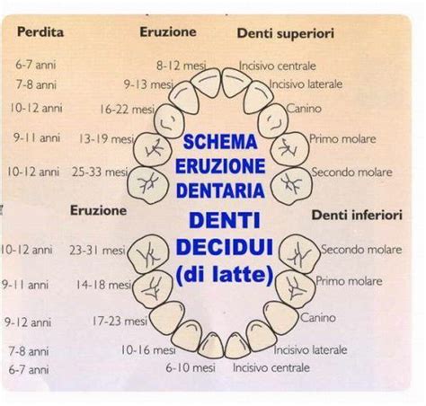 Il Calendario Dei Dentini Del Bambino Quando Escono E In Che Ordine