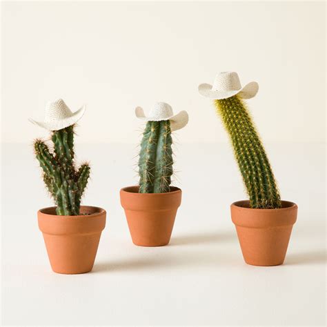 Uncommon Goods Cowboy Cacti Trio Succulent