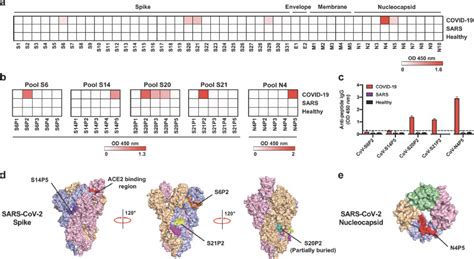 Linear B Cell Epitopes In The Spike And Nucleocapsid Proteins As