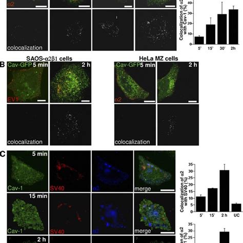 Clustered Integrin And Ev Reach Caveosomes From Min To H