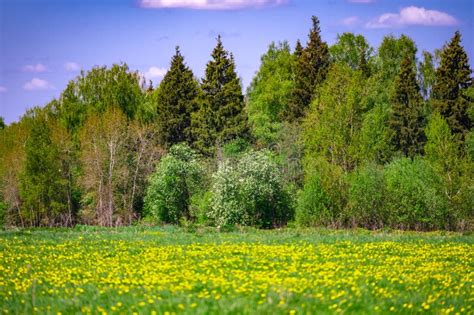 Summer Forest Landscape Stock Photo Image Of Lush Scenic