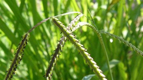 Dallisgrass | NC State Extension Publications